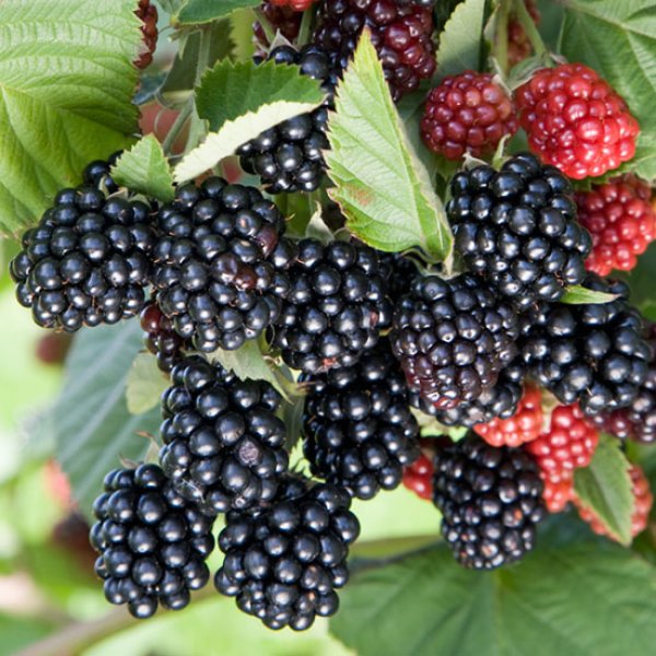 Blackberry " Chester Thornless  " Exotic 50 Fruit Seeds