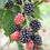 Blackberry " Loch Tay  " Exotic 50 Fruit Seeds