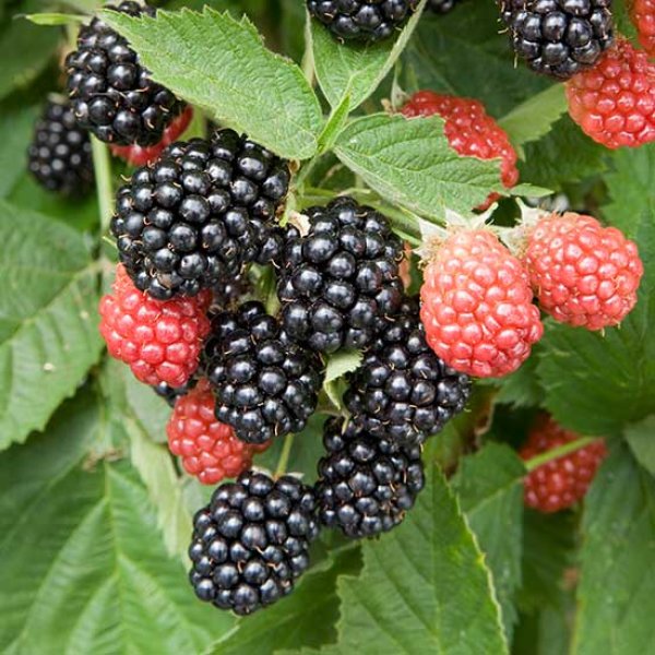 Blackberry " Waldo  " Exotic 50 Fruit Seeds