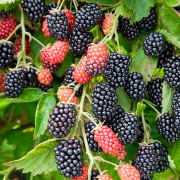 Blackberry " Loch Ness  " Exotic 50 Fruit Seeds