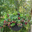 Blackberry " Black Cascade  " Exotic 50 Fruit Seeds