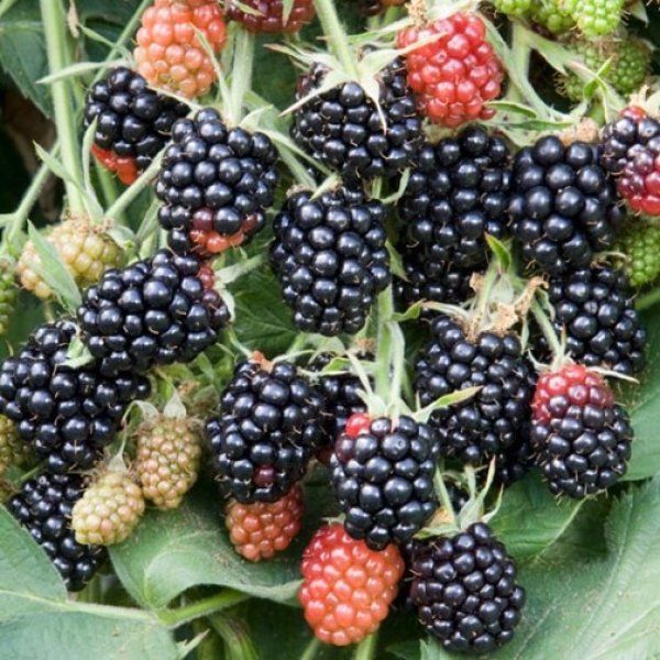 Blackberry " Loch Maree  " Exotic 50 Fruit Seeds