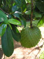 Soursop - Annona muricata Fruit Plant