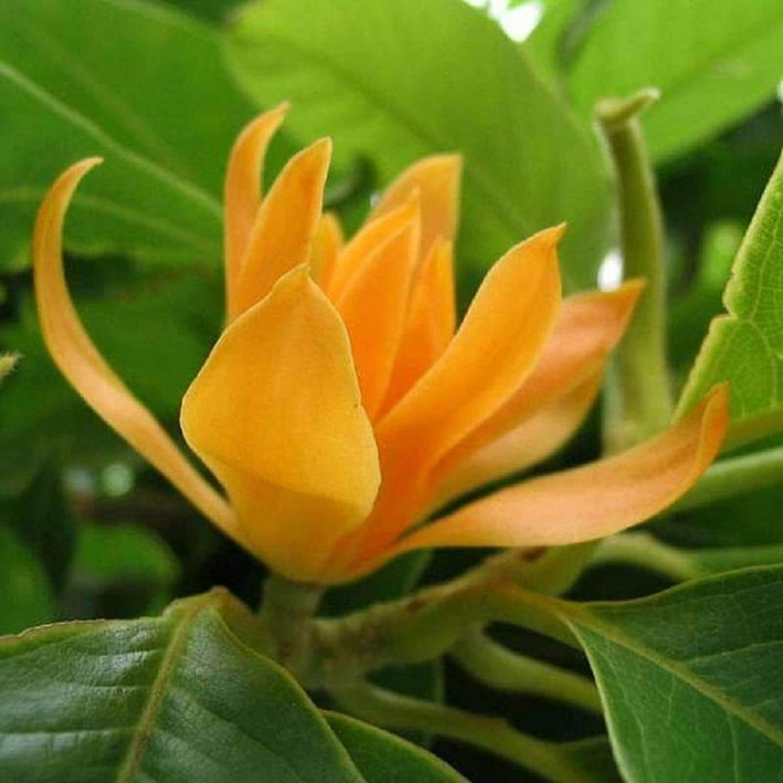 Golden Son Champa Flower Plant