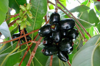 Black Jamun - Syzygium cumini  Fruit Plant
