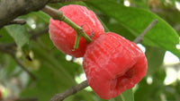 Malay Apple - Syzygium malaccense Fruit Plant