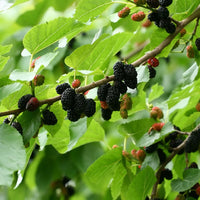 Black Mulberry - Morus nigra Fruit Plant