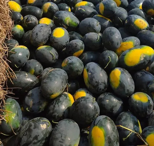 - Fruit Seeds