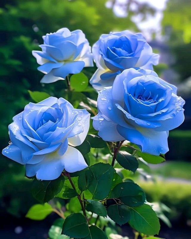 Rose Seeds