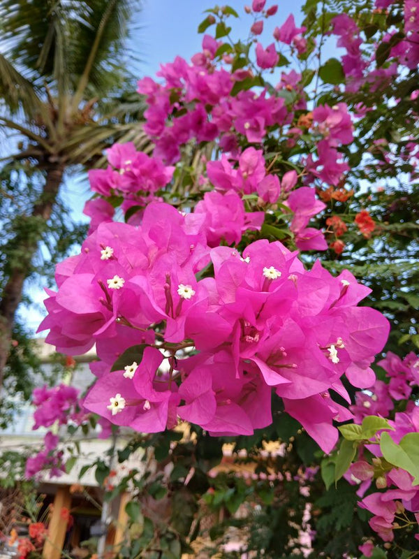 Flower Plants