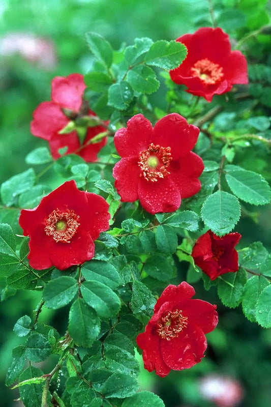 Flower Seeds