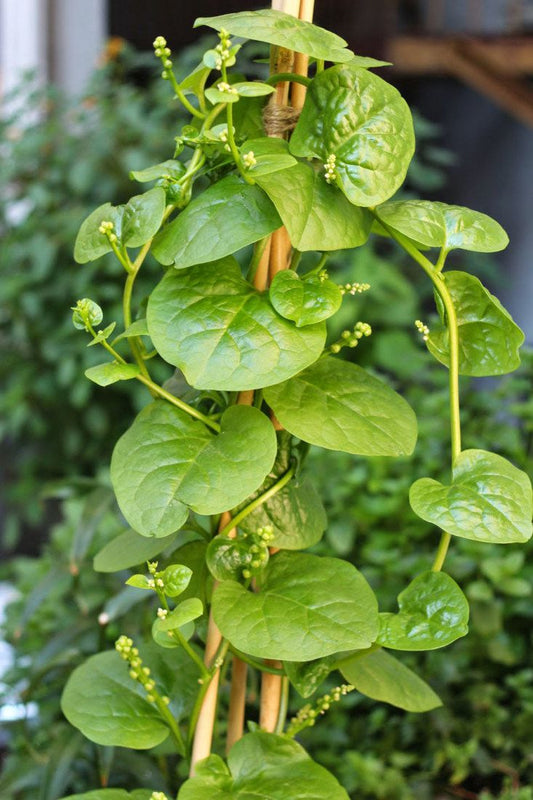 Medicinal Plants