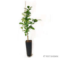 Lemon plant  Citrus limon -  Medicinal Plant Live Plants