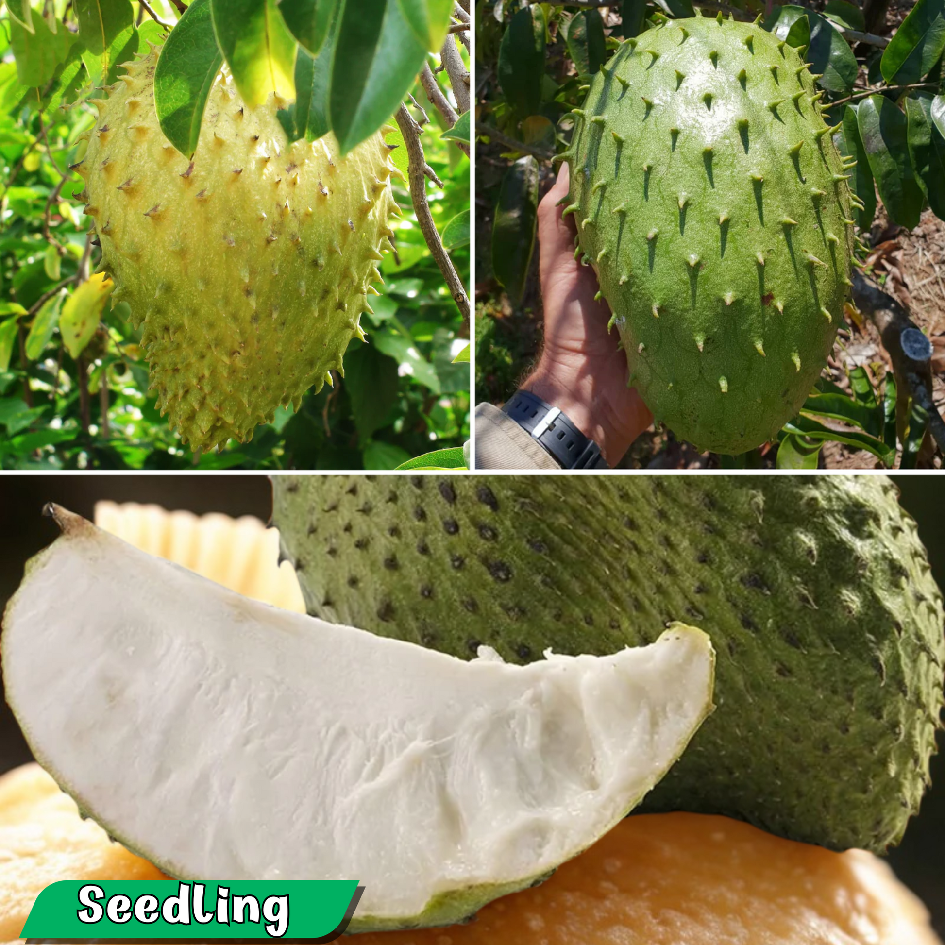 Soursop - Giant - Annona muricata Fruit Plant