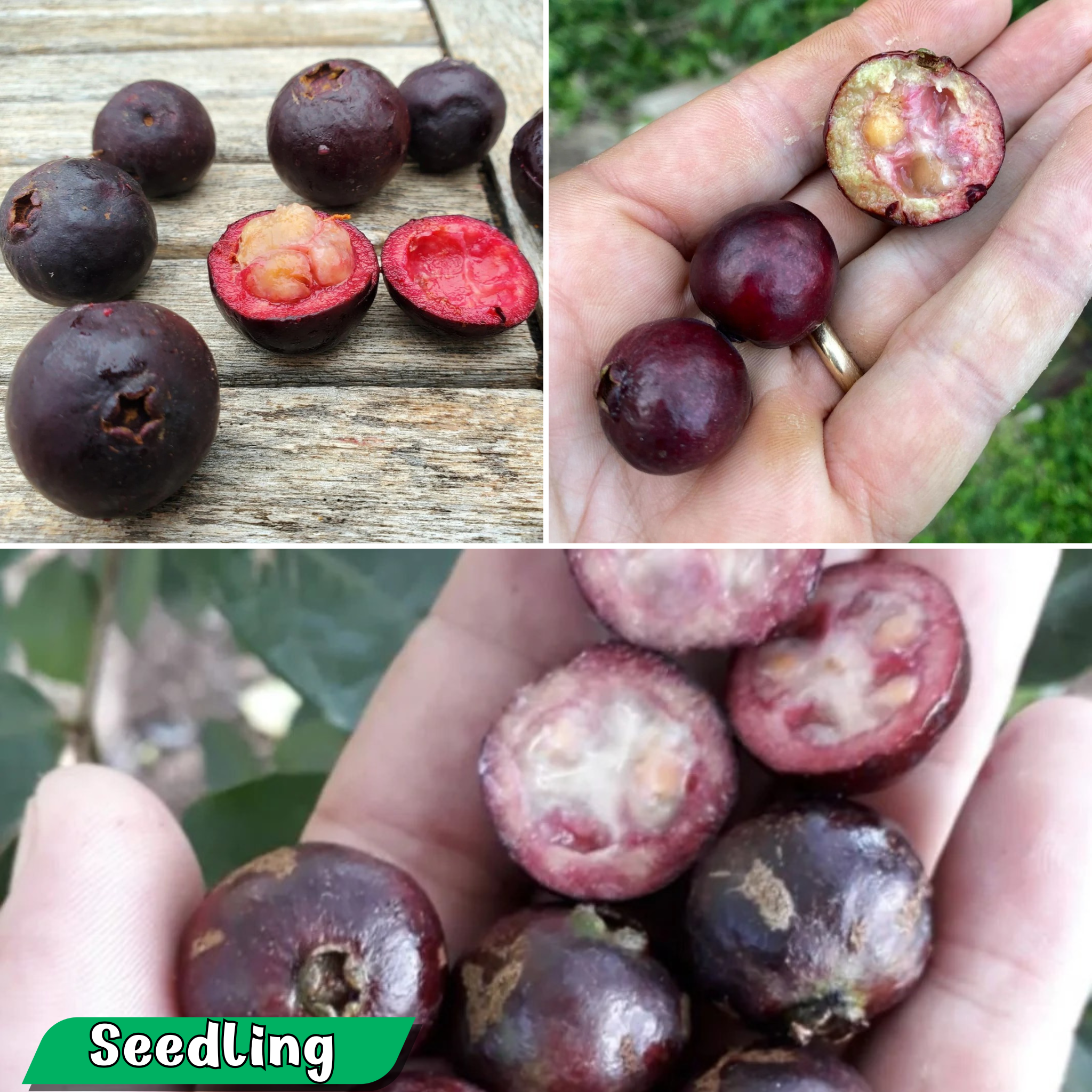 Exotic Purple Forest Guava: Araca-Una Psidium Myrtoides Fruit Plant