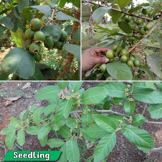 Exotic Grape Guava Munthiri Pera Fruit Plant - Healthy Live Sapling