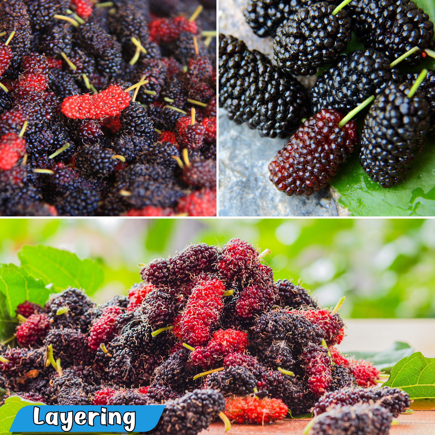 Nutrient-Rich Black Mulberry Fruit Plant: Antioxidant Powerhouse, Easy-Grow Live Plant