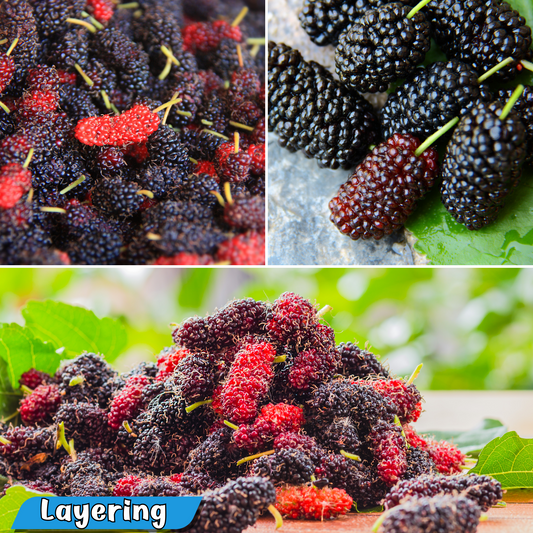 Nutrient-Rich Black Mulberry Fruit Plant: Antioxidant Powerhouse, Easy-Grow Live Plant