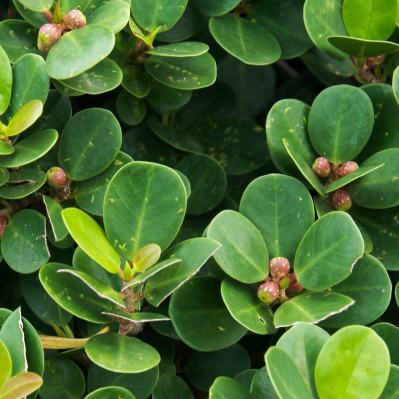 Live Ficus Microcarpa Ithi Plant: Air-Purifying Indoor Medicinal Greenery