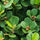 Live Ficus Microcarpa Ithi Plant: Air-Purifying Indoor Medicinal Greenery