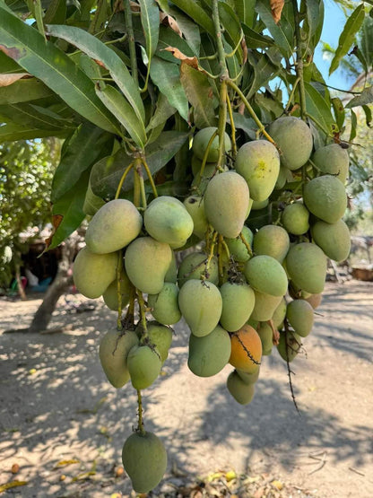 Mango Plant (Banganapalli (Benishan) ) Live Mango 1 Plant (Mangifera indica) – Grafted Variety  -Fruit Plants