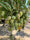 Mango Plant (Banganapalli (Benishan) ) Live Mango 1 Plant (Mangifera indica) – Grafted Variety  -Fruit Plants