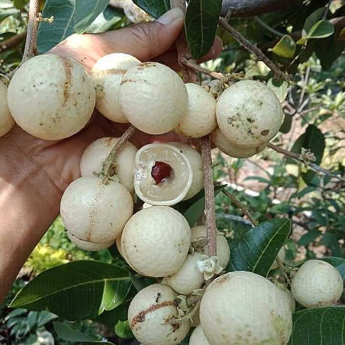 WHITE LONGAN FRUIT PLANT EXOTIC PLANTS