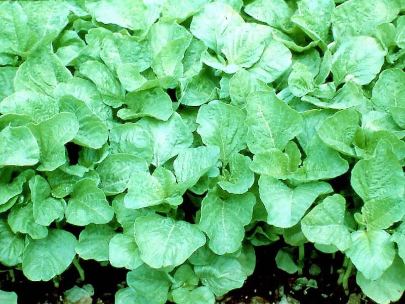 ARKA Varna -TFL Veg.AMARANTH Hybrid -Vegetable Seeds