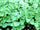 ARKA Varna -TFL Veg.AMARANTH Hybrid -Vegetable Seeds