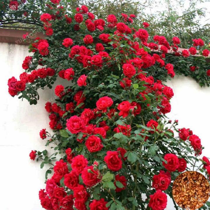 Premium Climbing Rose Seeds – Hybrid Variety for Trellises, Fences & Arches - Rose Seeds
