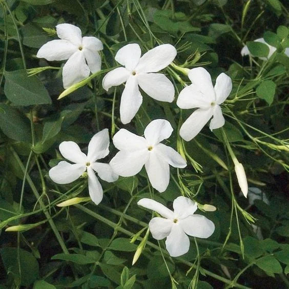 Jasminum Grandiflorarum Common Jasmine Spanish Jasmine Other Chameli Jasmine Kodi malli Manmathabaanam Padar malli Spanish Or Catalonian Jasmine Medicinal Plants