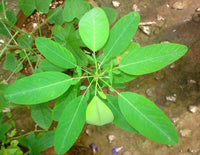 Codariocalyx Motorius-Medicinal Plant