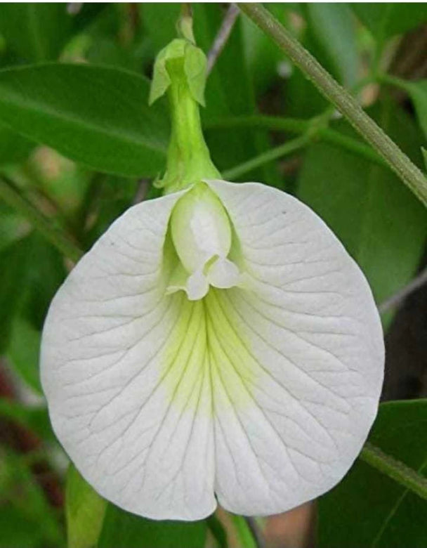 Clitoria Ternatea-Medicinal Plant