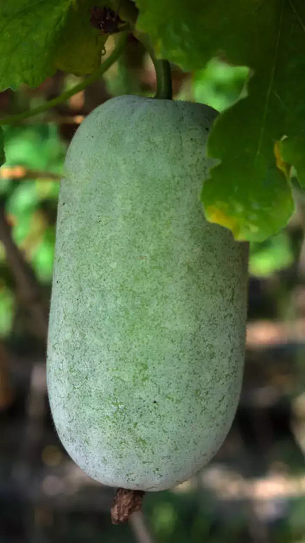 Ash Gourd F-1 Hybrid (Winter Melon) 20 seeds-vegetable seeds