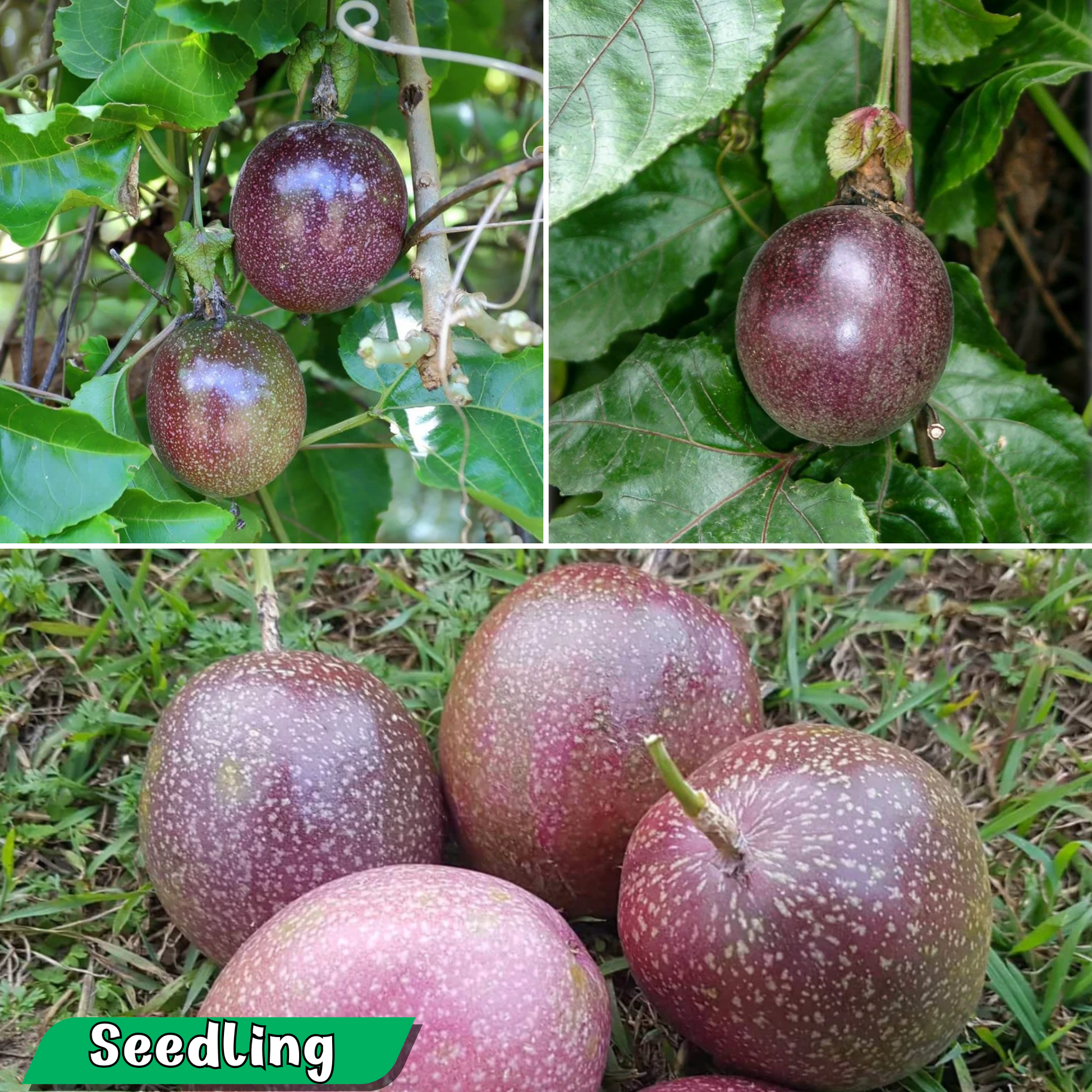 Passionfruit - Kavery Fruit Plant