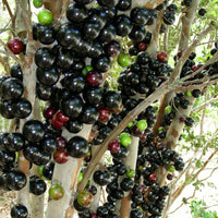 Jaboticaba Precoce Fruit Plant