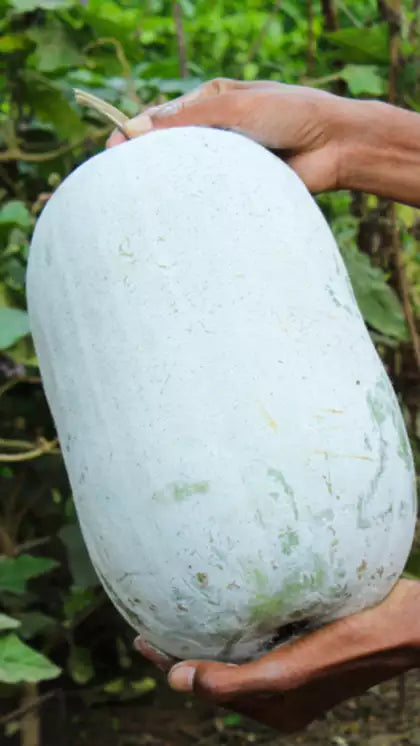 Ash Gourd F-1 Hybrid (Winter Melon) 20 seeds-vegetable seeds