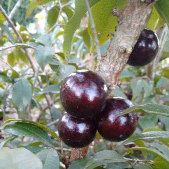 Jaboticaba Z4   Fruit Plant