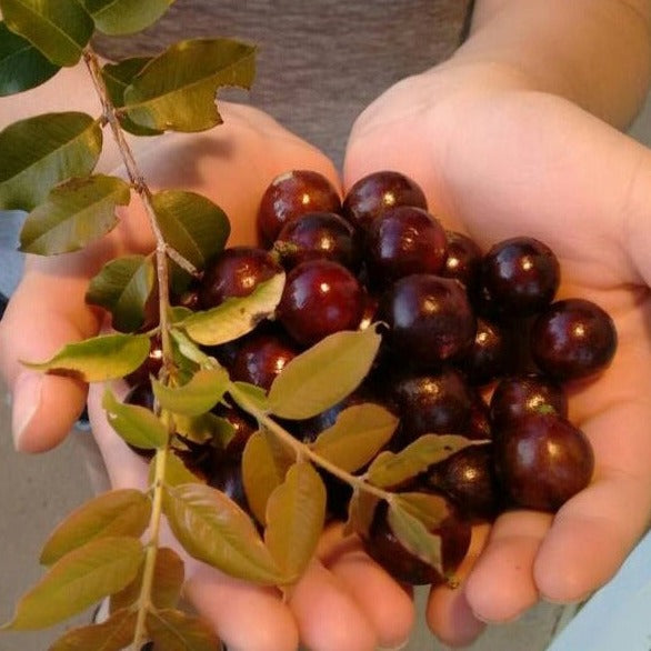 Jaboticaba Z4   Fruit Plant