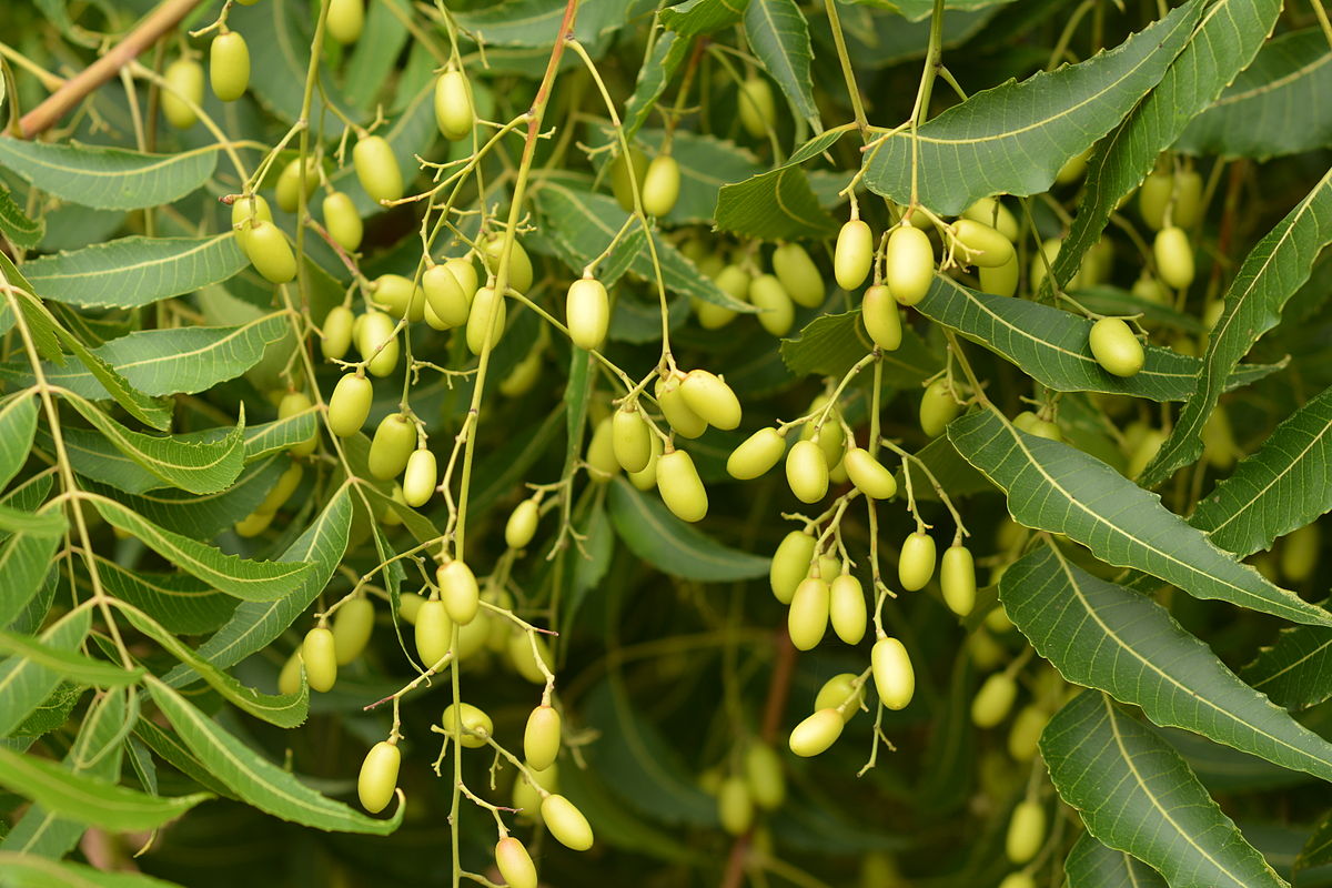 Authentic Neem (Azadirachta Indica) Live Medicinal Plant - Healthy & Potent