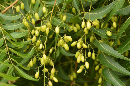 Authentic Neem (Azadirachta Indica) Live Medicinal Plant - Healthy & Potent
