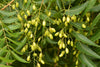 Authentic Neem (Azadirachta Indica) Live Medicinal Plant - Healthy & Potent