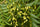Authentic Neem (Azadirachta Indica) Live Medicinal Plant - Healthy & Potent