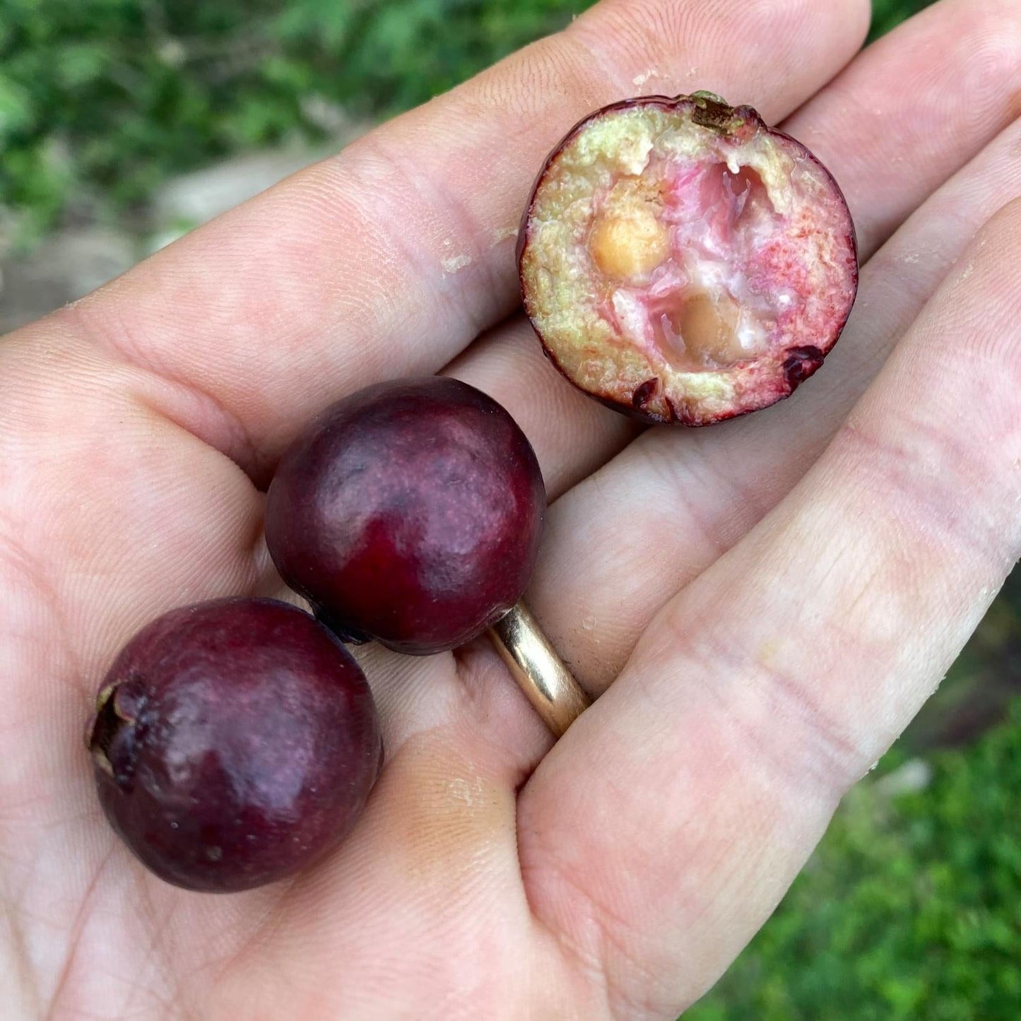 Exotic Purple Forest Guava: Araca-Una Psidium Myrtoides Fruit Plant