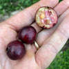 Exotic Purple Forest Guava: Araca-Una Psidium Myrtoides Fruit Plant