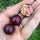 Exotic Purple Forest Guava: Araca-Una Psidium Myrtoides Fruit Plant