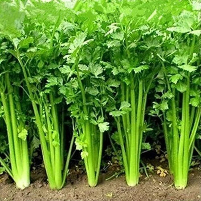 Coriander Seeds – Fresh, Aromatic Herb for Kitchen & Garden -  Vegetable Seeds