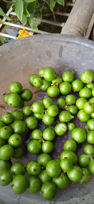 Jaboticaba Cristal Green Fruit Plant