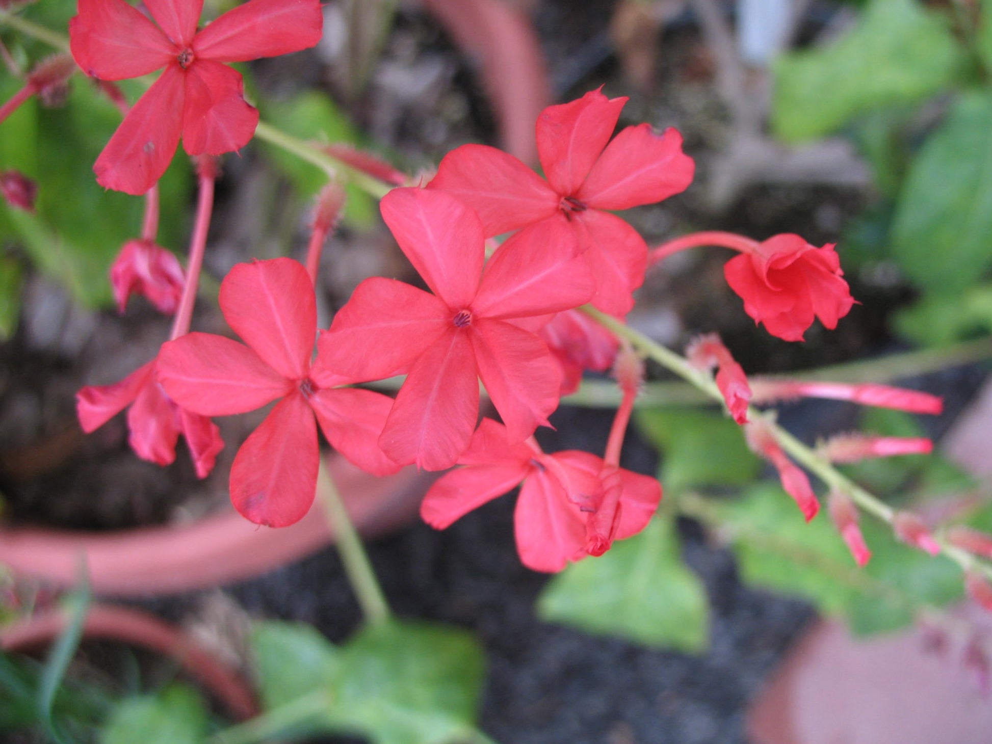 Chethi Koduveli (Plumbago Indica) Medicinal Plant - Live Healthy Plant