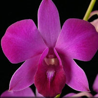 Dendrobium orchid Panjarat Pink Plant (Without flowers)